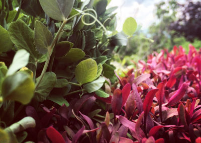 Bulls Blood & Pea Shoots